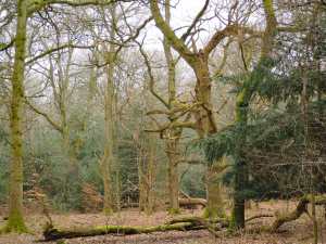 Piggot's Wood, Upper North Dean