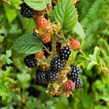 Early-blackberries