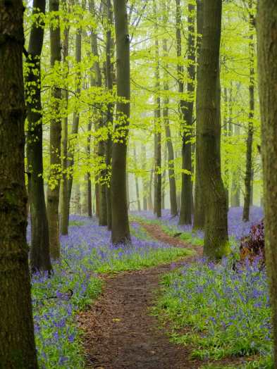 Through the bluebells, Crawley Wood, Ashridge