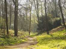 Spring paths through Brazier's Common